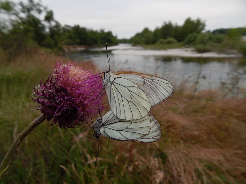 Aporia crataegi... una settimana dopo.